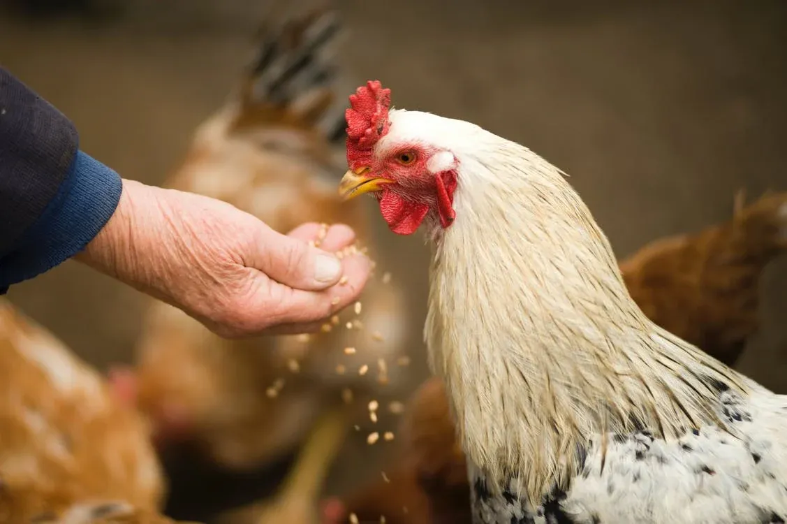 The 3 Kings Of Automatic Chicken Feeders (Promise)