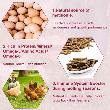 BSF Protein, Mineral, Omega, Methionie, Immune System Booster