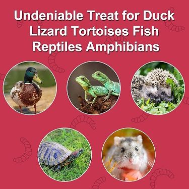 Treat for ducks, lizard, tortoises, fish, reptiles, amphibians