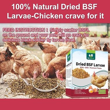 100% Natural Dried BSF Larvae Chicken Crave For It