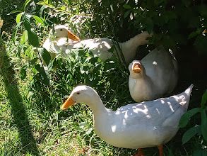 Peking Ducks