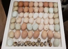 Eggs in Incubator