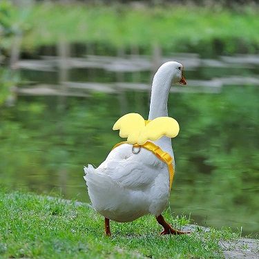 Duck by water with harness