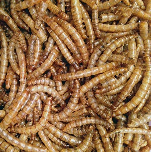 NaturesPech Worm Combo Sunworms and Mealworms