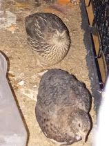 Quails in cage