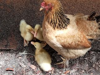 Chicken Sunny with her Ducklings she hatched