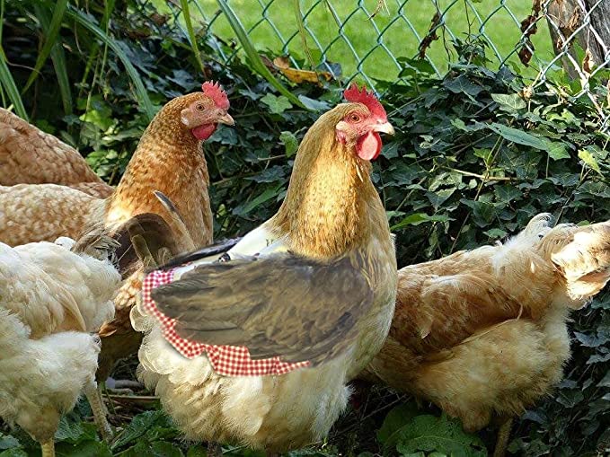 Zenod Real Chickens with Saddle