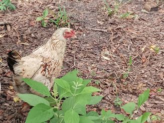 Now I know why I need an automatic chicken coop door!