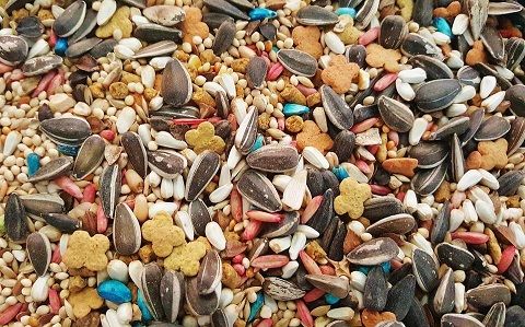 Best Bulk Bird Seeds To Feed Your Pets & Attract New Ones