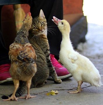 Chickens, ducks, cats