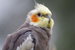 Bird Cockatiel story facts and rumors