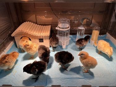 Best Chicks Brooder After Hatching Poultry Eggs