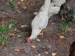 Leghorns make excellent pets and do good egg laying