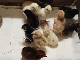 To hatch new chicks you need an automatic incubator for chicken eggs or a commercial incubator if you want a chicken or egg business and best chicken breed