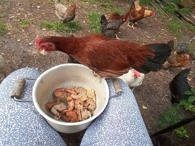 Chickens need lots of supplements and vitamins, as well as, mealworms and bsf larvae from an automatic chicken feeder and then they can lay their eggs on the new nesting pads in the large coop.