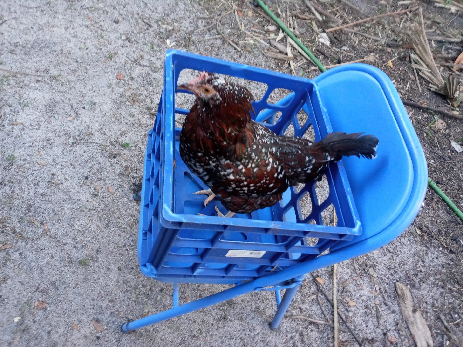 Best Lightweight Plastic Chicken Crate Carrier Cage