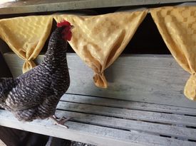 Chicken coop decorations with curtains for hens laying eggs in their nests