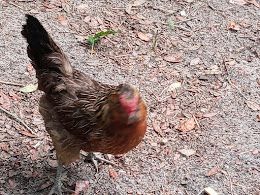 new chickens can stress others out and the hens could stop laying eggs