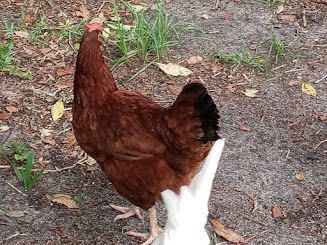 Chicken And Duck Harness