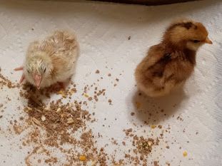 sometimes chicks are rejected by a broody hen that stopped laying eggs