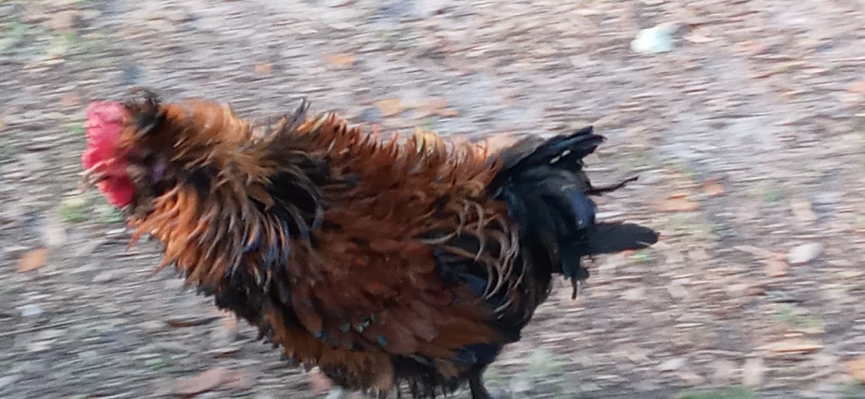 This is part of the walk in chicken  large metal chicken coop run 