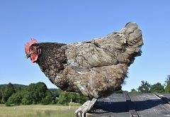 Best Backyard Farm Chicken And Duck Videos