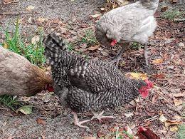 A healthy diet is most important for hens to continue laying eggs