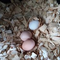 The farm fresh large eggs carton holds extra large chicken eggs