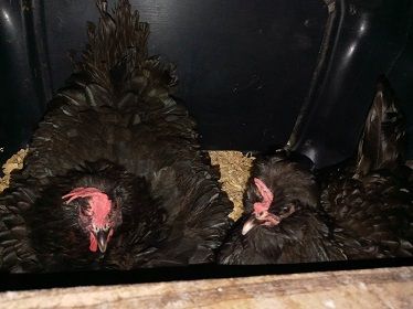 Most cartons hole 12 eggs, which these two can lay in no time at all. Why Get Bio Chicken Egg Cartons In Bulk? Because they are cheap and pretty 