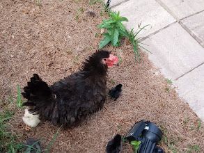 Broody hens stop laying eggs