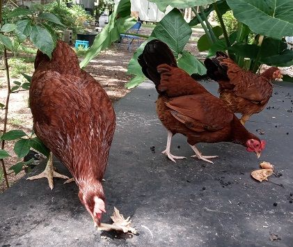 This birds are very hungry and can eat a lot of mealworms and need an automatic feeder with foot pedal and a heated waterer because it can get cold even in Florida.