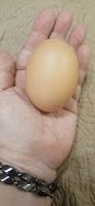 Farm Fresh extra large egg