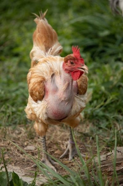 A molting chicken can cause temporary stop to hens to lay eggs