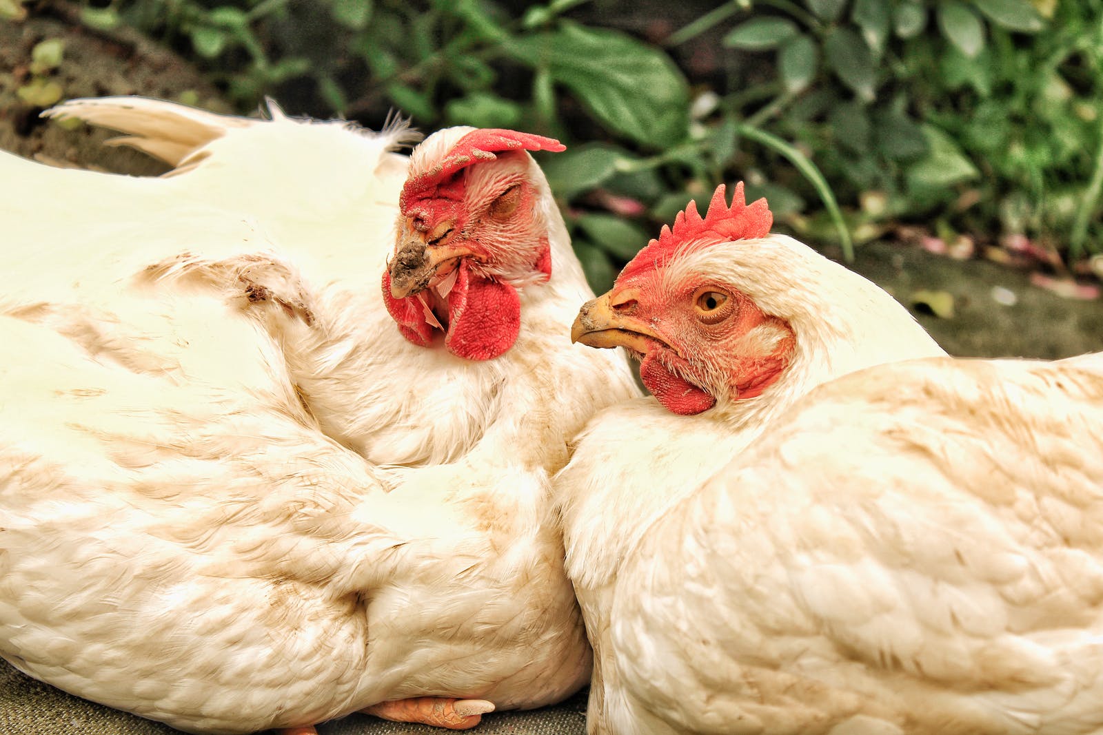 Old hens need a rest and they stop laying eggs all together