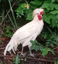 Picky the rooster watching over his hens in the chicken coop run with wire mesh