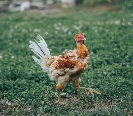 a sick hen stops laying eggs