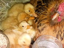 Broody hens stop laying eggs for a few weeks