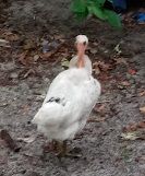 Leghorn chicken is a great chicken keeping and good egg laying breed.