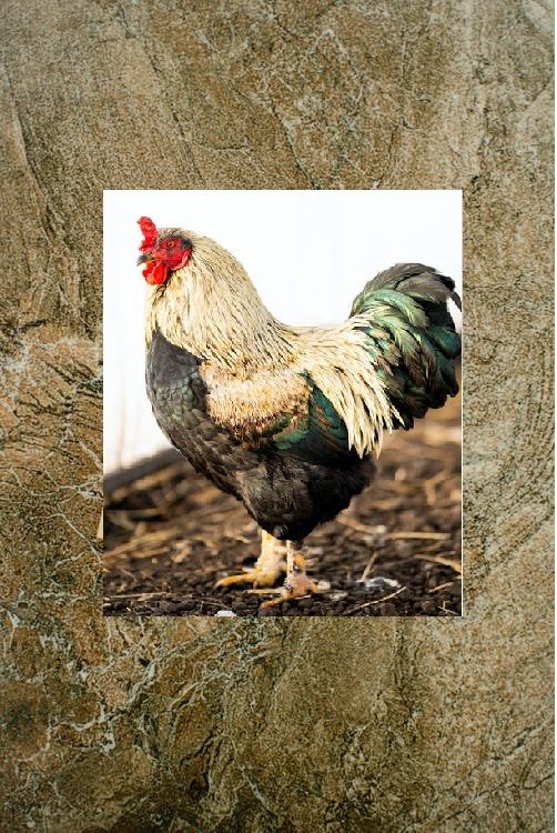 Chicken & Rooster Design Square Colorful Coasters