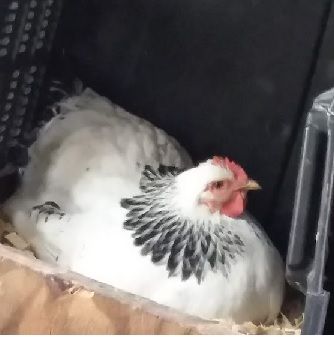 Hens have to fear predators and for that reason they could stop laying eggs