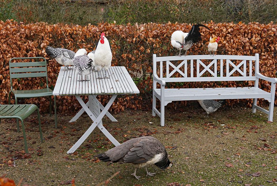 Chicken Design Table Cloth Rectangle Linen Cotton Vinyl