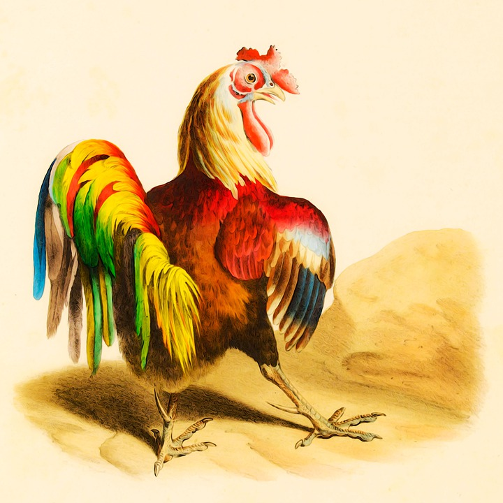 Some roosters are simply too adorable for words and some are very aggressive and that is why we need a chicken feather plucking machine with rubber fingers to cook the rooster into a nice chicken recipe