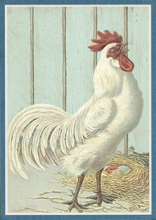 This white rooster is crowing his heart out and the hens are busy laying their eggs, but he is disturbing the neighbors, so he needs to buy a collar that stops him from crowing