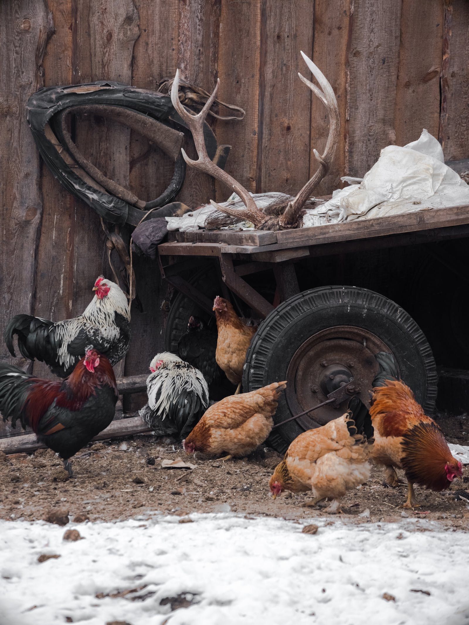 A Dozen Reasons Why Chickens Stop Laying Eggs?