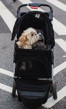 Multifunctional Pet Travel Strollers From $100 - $300