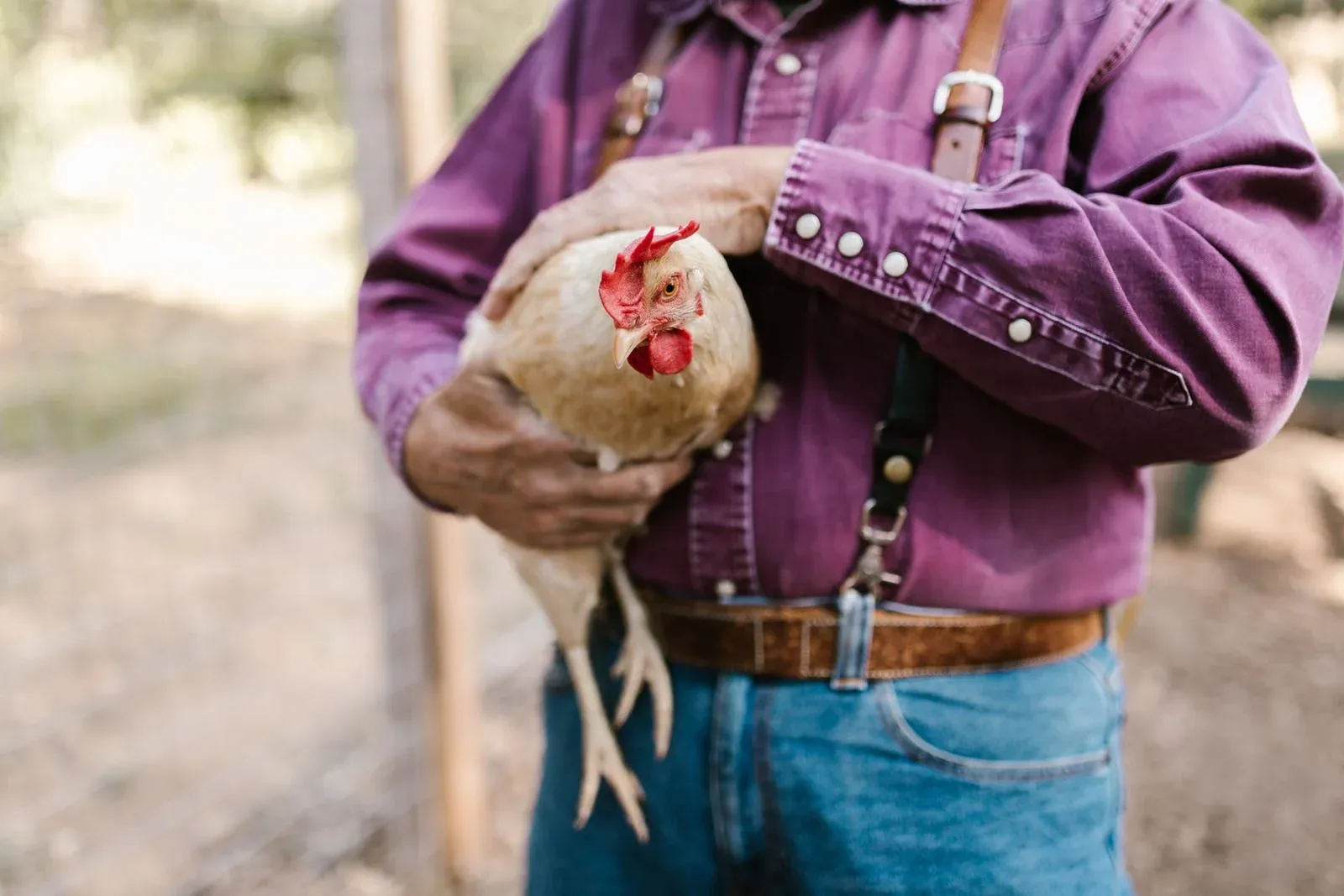 Shirts For Real Rooster Men Talking Chickens & Whisperers