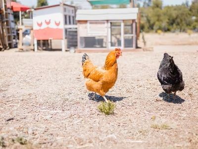 Beautiful outdoor decorations on this backyard  chicken coop, a little paint and the décor is complete 