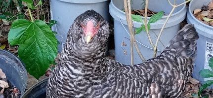 How To Treat Respiratory Issues With Chickens