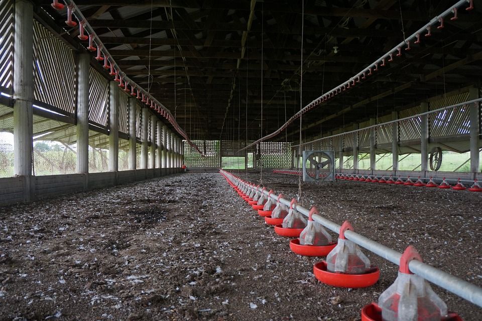 No More Waste Chicken Feeder & Waterer Combos