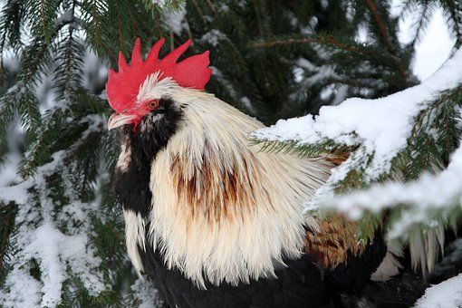 Chicken Christmas Creates Cool Celebrations